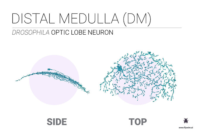 flywire-distal-medulla