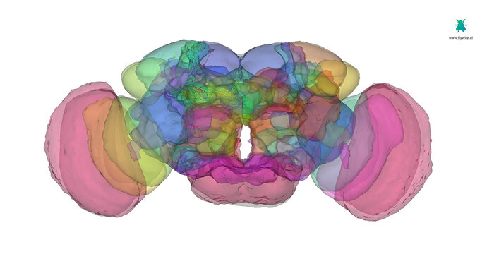 fly-brain-with-regions-shown-2022