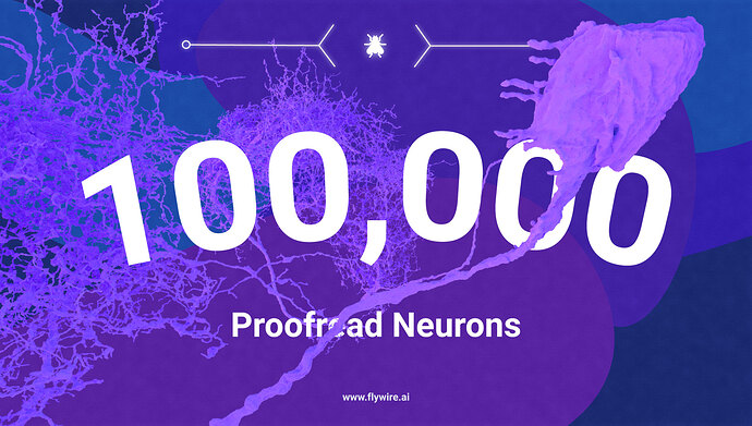 100k_neurons_flywire-v1