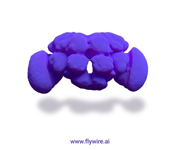 flywire fly brain