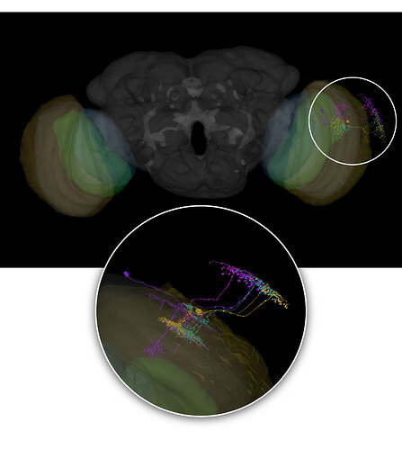 lawf-neurons-wrt-brain-v3