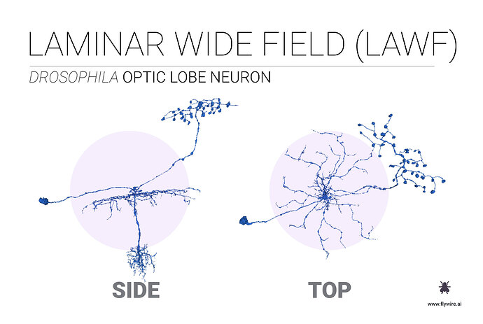 flywire-laminar-wide-field