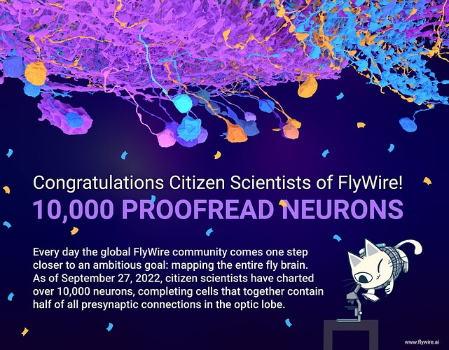 10k-neurons-flywire-VF