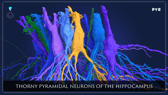 pyr-thorny-pyramidal-neuron-graphic