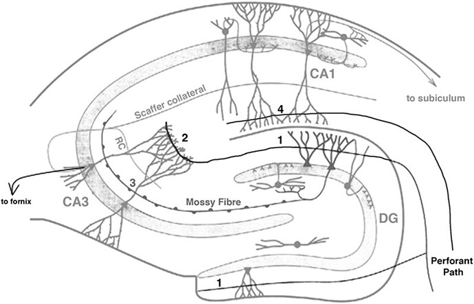 Schematic-representation-of-the-hippocampal-circuits-that-the-mGluR2-agonist-DCG-IV